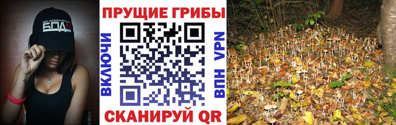 мега ссылка  купить закладку  Закаменск  Галлюциногенные грибы Psilocybe 